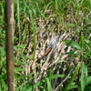 コガネグモに狩られたベッコウトンボ