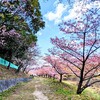 <豊田市>🌸豊田の街中にある河津桜！加茂川公園の河津桜
