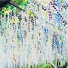 最近のビブラート