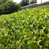 二番茶は終盤に