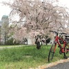 桜を探してサイクリング