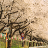 令和2年 新磯桜まつり 中止、ライトアップは行います！
