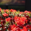 あいかわ公園のつつじ開花状況