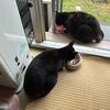 大雨の週明け月曜日朝　黒猫ダブル
