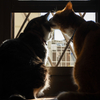 猫の日