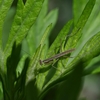 🐞荒川河川敷で昆虫探し😊