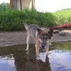 犬を川へ浸けにいく IV　〜夏の終わり篇