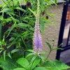 山野草：坪庭に咲く花 ベランダに咲く花