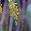 花の雰囲気とは違う？