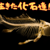 【生きた化石⁉】シーラカンス、カブトガニの驚くべき生態とは⁉