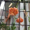 今日は晴れ？早朝２６℃、日中は３５℃の猛暑！暑くて外を歩けません？