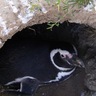 野生動物・自然観察