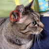 「ヘンリーのポケット」 猫の耳の付け根にある小さなポケット