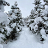 雪の油山から脊振へ