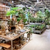 House plants -コーヒーの木を植え替えたい- / Art&Architecture＃416