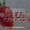 388食目「鹿児島産の新種のイチゴの名前は『ぴかいちご』」2019年1月18日付 西日本新聞朝刊から