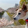 生田川の桜