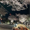 人混みが苦手な夫とム〜と夜のお散歩🌸🌸夜桜はやっぱり最高！！ライトアップ