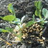 スナック豌豆を植えた