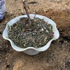 ミニバラも植え替えました