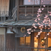 京都の桜は来週が見頃『祇園、八坂神社、円山公園』。