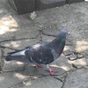 公園が戻ってきました