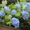 5月のお茶のお稽古