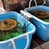 屋外メダカ水槽の水替え