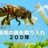 オーストラリアの養蜂事情　養蜂用の蜂を取り入れ200年