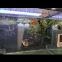 リーカホのメダカとピンポンパールの飼育メモ