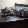 草津温泉【中村屋旅館】日帰り入浴記「猫だらけの温泉旅館」