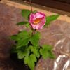 「やっと家にお越しになったのに、植え替えてあげられない」 - Anemone hupehensis var. japonica 2