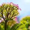 花の写真 ５月