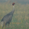 Sarus Crane インドオオヅル（インドの鳥その147）