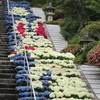三室戸寺の紫陽花が見頃に　京都府　宇治市