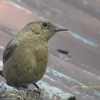 Brown Rock Chat チャイロイワビタキ（インドの鳥その45）