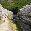 鮎河千本桜を見に行った