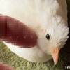 ひもが好き  #ヒメウズラ