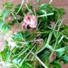 水菜とツナの追い茎本わさび仕立てサラダ