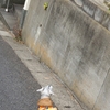 ❝ネコと遭遇❞