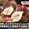 イチジクの収穫はじまる