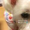 狂犬病注射の後はエリカラ？