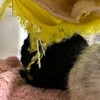 くろごまあん二世 258日目