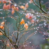 冬の雨