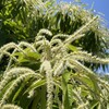 白い花に包まれた栗の木