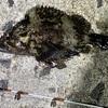 蒲郡　根魚　ヒイカ　調査！　from 西尾店