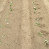 サツマイモの植付け