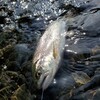 2024年5月26日の釣果　天竜川水系