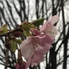 紹介：新宿中央公園公園小橋のところにあるこ彼岸桜の花が1輪咲いている