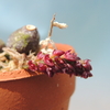 Bulbophyllum muscarirubrum 